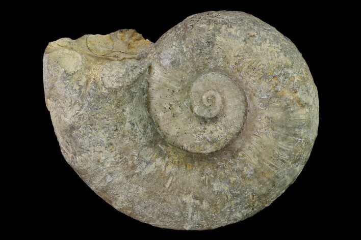 Bathonian Ammonite Fossil - France #152738